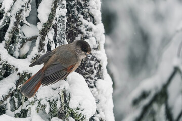 A small bird with a red breast and a black head..The finch sits on a snow-covered spruce branch. winter background