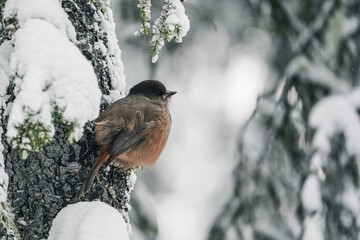 A small bird with a red breast and a black head..The finch sits on a snow-covered spruce branch. winter background