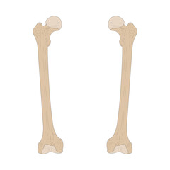 Bones of the human skeleton. Right Femur and Left Femur. Anterior (ventral) view.