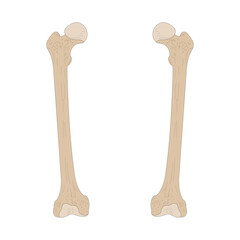 Bones of the human skeleton. Right Femur and Left Femur. Anterior (ventral) view.