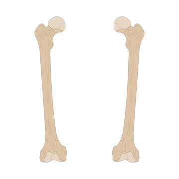 Bones of the human skeleton. Right Femur and Left Femur. Anterior (ventral) view.