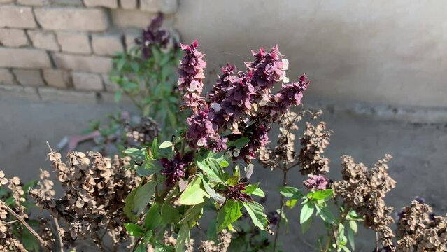 basil tree, babri tree, basil plant