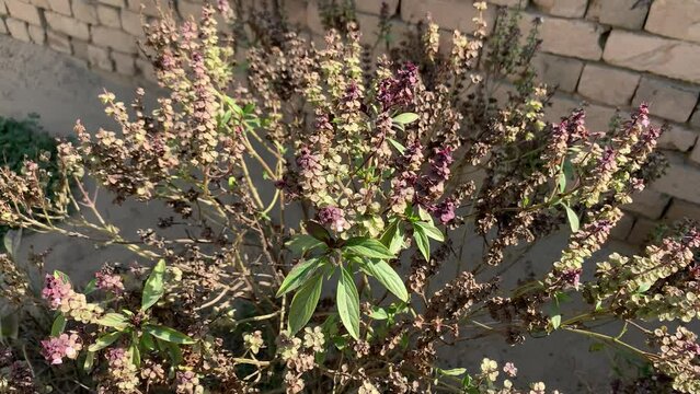 basil tree, babri tree, basil plant