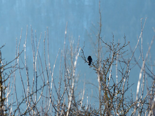 Pyrrhocorax graculus | An Alpine chough or yellow-billed chough perching above a tree in bavarian alps in winter