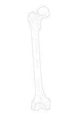 Right Femur. Anterior (ventral) view. Black and white illustration.
