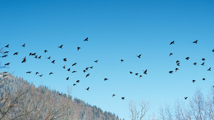 Large group of Alpine choughs (Pyrrhocorax graculus) flighting in valley bottom after the first snowfalls under a blue sky in Bavarian Alps
