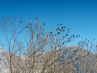 (Pyrrhocorax graculus) Alpine choughs or yellow-billed choughs are perching in groups above tree in bavarian alps in winter