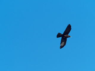 Obraz premium Pyrrhocorax graculus | Alpine chough in acrobatic flight on blue sky