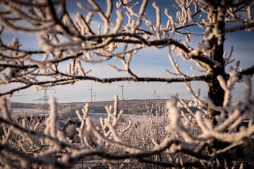 branches in the snow