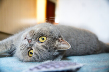 Katze