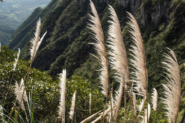 Pampas grass, Cortaderia selloana, beautiful flower of the Pampas region, one of the biomes of...