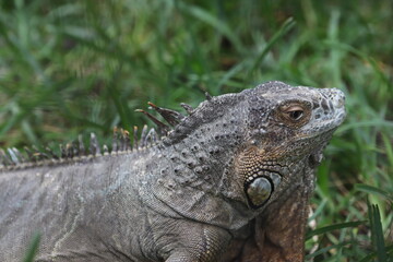 Obraz premium island land iguana