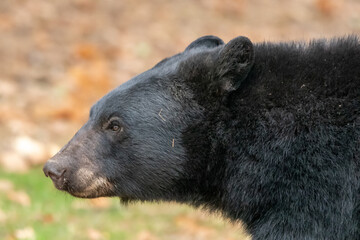 A portrait of A North American Black bear