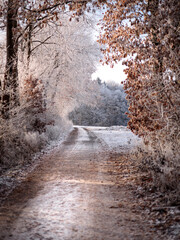 winter road in the forest