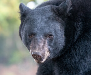 A portrait of A North American Black bear - 569329060