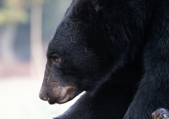A portrait of A North American Black bear - 569329084