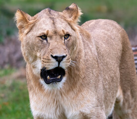 A portrait of An African Lion - 569329216