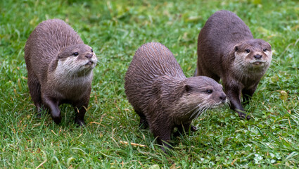 Portrait of three Asian short clawed otters - 569329238