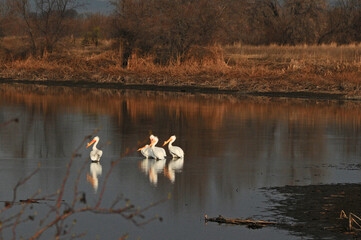 pelicans on the lake 