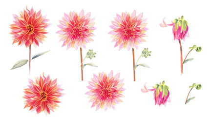 Dahlia flowers watercolor illustration set. Hand drawn realistic stems and flowering heads of the plant. Blooming and not blooming buds clipart.