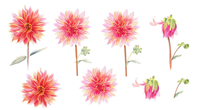 Dahlia flowers watercolor illustration set. Hand drawn realistic stems and flowering heads of the plant. Blooming and not blooming buds clipart.