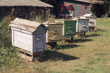 Naklejka premium Row of old beehouses in home garden. Colored wooden boxes for beekeeping. Homemade honey production, apiculture.