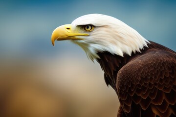Majestic High-Resolution Image of an Eagle in its Natural Habitat, Ideal for Adding a Sense of Freedom and Grandeur to Your Design Project