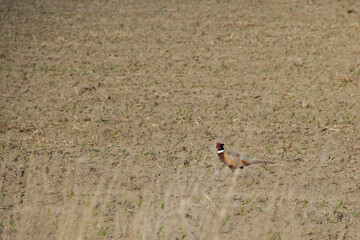 pheasant in a field 