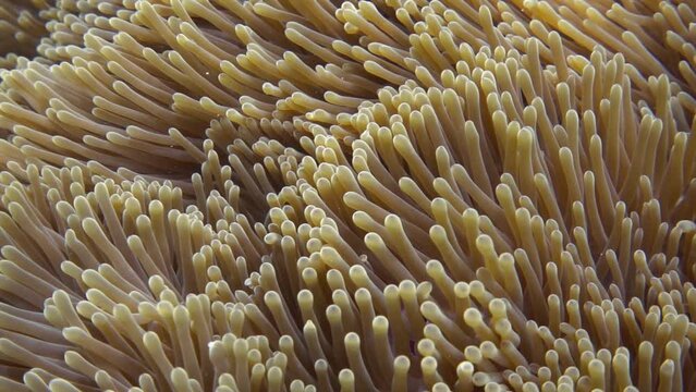 Waving tentacles of a sea anemone close-up. Slow motion