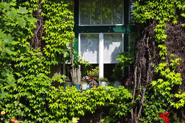Historical building covered in beautiful plants.