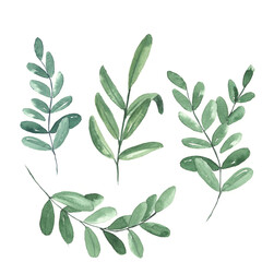 Set of olive branches.  botanical watercolor illustrations, floral elements, oliveleaves, fern and others. Hand drawn watercolor set of  green leaves and home plant