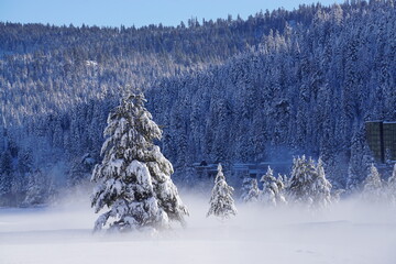 snow covered trees with morning fog lifting in Squaw Valley, CA, USA