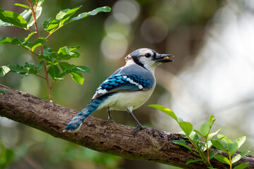 A blue jay bird perched on a tree branch in Florida shrubbery