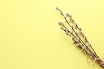 Pussy willow branches on yellow background © Pixel-Shot