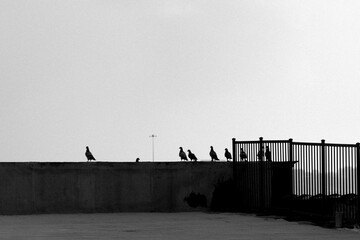 Black and white photo of birds sitting on a wall with gray sky in the background