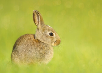 Close up of a cute little rabbit sitting in grass