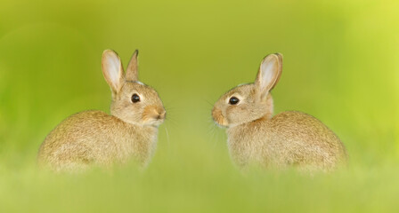 Close up of two cute little rabbits sitting in meadow