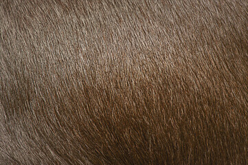 The fur of the dog is black as a macro background. Shiny Chihuahua fur.
