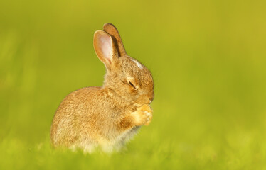 Close up of a cute little rabbit in spring