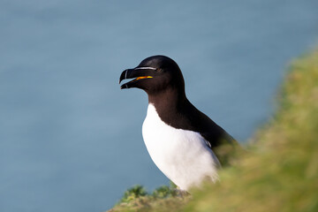 Close up of a Razorbill nesting on a cliff