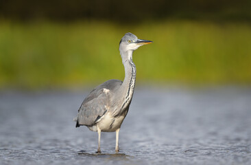 Close up of a grey heron in water