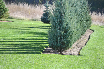 Evergreen Trees and Shadows
