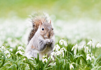 Naklejka na ściany i meble Close-up of a Grey Squirrel in spring