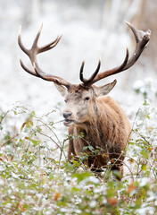 Close up of a Red deer stag eating leaves in winter