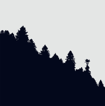 Evergreen fir forest silhouette