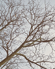 Looking up into the bare branches of an maple tree in the against a light blue sky.