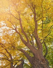 Looking up into the branches of a ginkgo tree in the afternoon light.