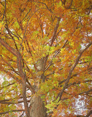 Looking up into the branches of a cedar tree in the fall