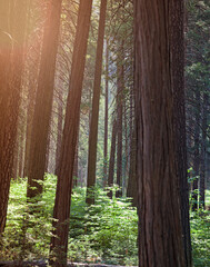 Cedar tree trunks in the afternoon sun with green undergrowth.