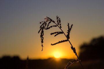 silhouette of a cereal plant with leaves and a stem during sunset against a red-orange sky and a low yellow sun in the center above the horizon